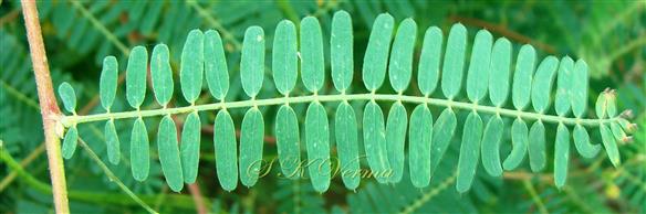  Leaf